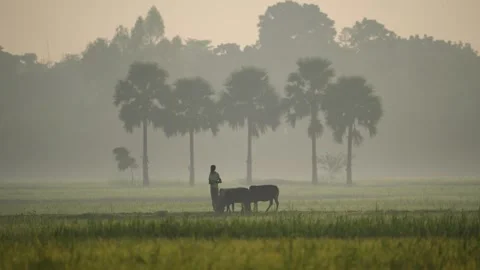 View of a farmer with cattle in a misty field at dawn, Bangladesh. Vídeos de archivo 335588764