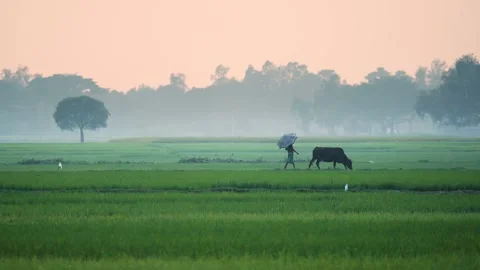 View of a farmer with a cow in green fields at dawn, Bangladesh. Video stock 334978304