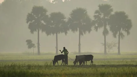 View of a farmer with cows in a misty field, Bangladesh. Stock Footage 335588696