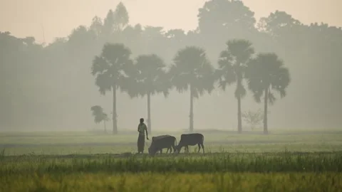 View of a farmer with cows in a misty field at dawn, Bangladesh. Vídeo Stock 335588746