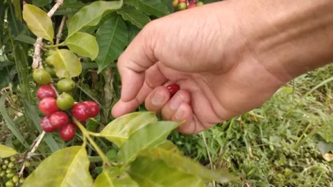 View of a farmer hands picking ripe coffee cherries Stock Footage 328627486