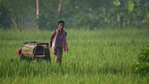 View of a farmer with a harvesting machine in a field, Bangladesh. 스톡 동영상 334963473
