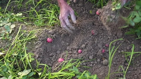 View of a farmer harvesting red potatoes from the soil, Bangladesh. Stock Footage 334982918