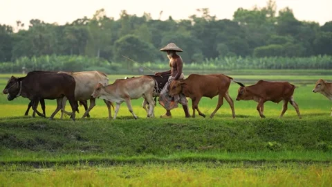 View of a farmer herding cows in a green field, Bangladesh. Video stock 334954212