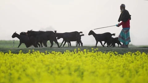 View of a farmer herding goats past mustard fields, Bangladesh. 스톡 동영상 334973286