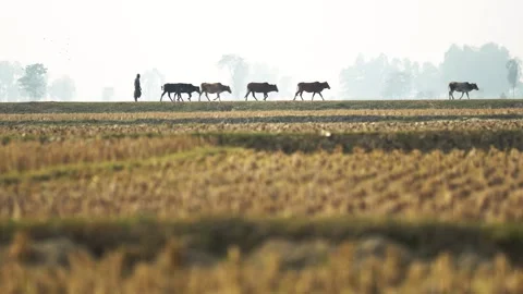 View of a farmer leading cattle through rural fields, Bangladesh. Stock Footage 336429732