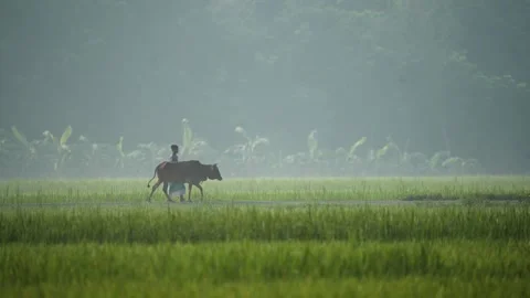 View of a farmer leading a cow through misty fields, Bangladesh. Видео 335591441