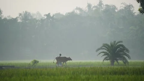 View of a farmer leading a cow through misty fields in Bangladesh. Vídeo Stock 335591469