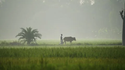 View of a farmer leading a cow through a misty field, Bangladesh. Vídeos de archivo 335591475