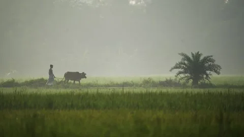 View of a farmer leading a cow through a misty field, Bangladesh. Vídeos de archivo 335591498