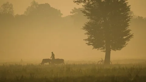 View of a farmer leading cows in a misty field at dawn, Bangladesh. Stockbeeldmateriaal 335589228