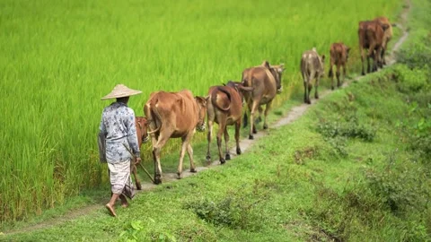 View of a farmer leading cows through green rice fields, Bangladesh. Stock Footage 334979694