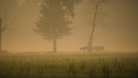 View of a farmer leading cows through a misty field, Bangladesh. Stock Footage 335588647