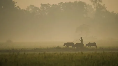View of a farmer leading cows through a misty field, Bangladesh. Stock Footage 335589147