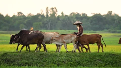 View of a farmer leading a herd of cows in Bogura, Bangladesh. Video stock 334954312