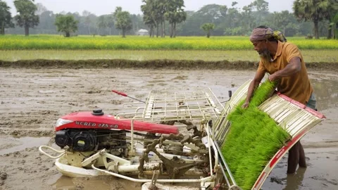 View of a farmer loading rice seedlings into a machine, Bangladesh Video stock 334986507