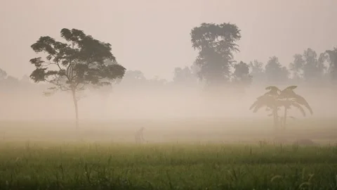 View of a farmer in a misty field at dawn, Bangladesh. Vídeos de archivo 335619339