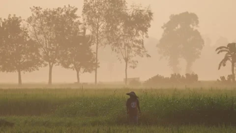 View of a farmer in a misty rice field in Bogura, Bangladesh. Vídeo Stock 335591903