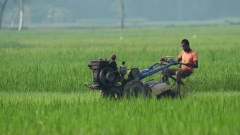 View of a farmer operating a power tiller in a rice field, Bangladesh. Stock-Footage 334970203