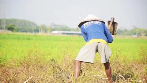 A view of a farmer planting rice in the middle of a green paddy field Stock Footage 303684739