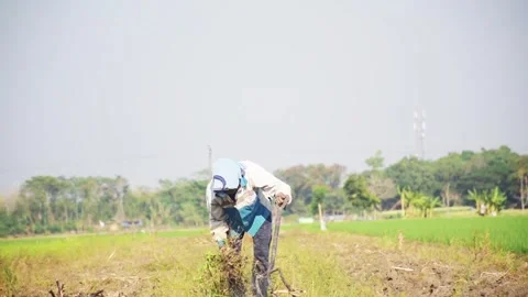 A view of a farmer planting rice in the middle of a green paddy field Stock Footage 303685104