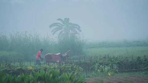 View of a farmer plowing a field with an ox in the mist, Bangladesh. 스톡 동영상 335552073