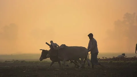 View of a farmer plowing a field with oxen in Bogura, Bangladesh. Video stock 335549568