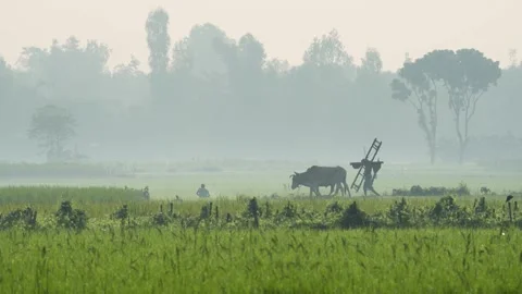 View of a farmer plowing a field with oxen in Bogura, Bangladesh. Video stock 335549632