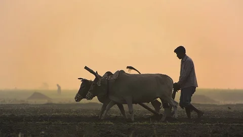 View of a farmer plowing a field with oxen at sunrise, Bangladesh. Video stock 335549950