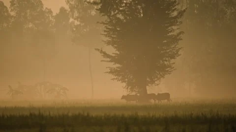 View of a farmer plowing a field with oxen in the mist, Bangladesh. Vídeo Stock 335588655