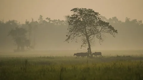 View of a farmer plowing a field with oxen in the mist, Bangladesh. Vídeo Stock 335589082