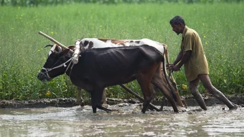 View of a farmer plowing a muddy field with oxen in Bangladesh. Video stock 334983620