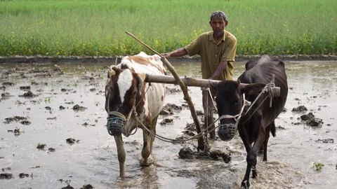 View of a farmer plowing a muddy field with oxen, Bangladesh. Stock Footage 334984114