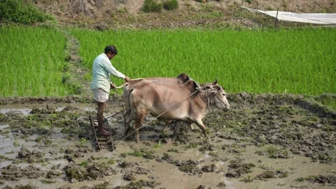 View of a farmer plowing a rice field with oxen in Bogura, Bangladesh. Video stock 334984331