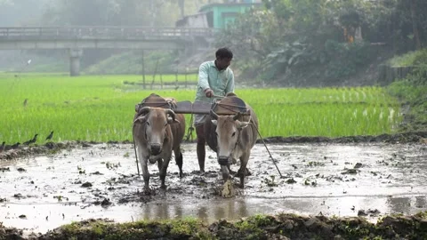 View of a farmer plowing a rice field with oxen in Bogura, Bangladesh. Video stock 334984452