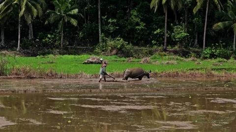 View of a farmer plowing a rice field with a carabao in Philippines. Stock Footage 339915711
