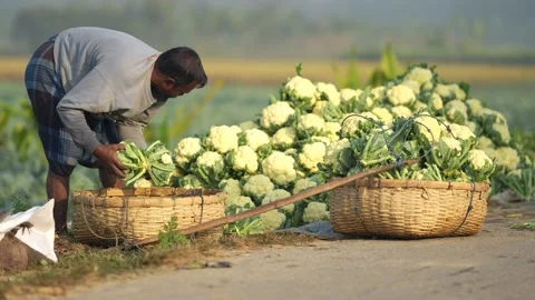 View of a farmer sorting fresh cauliflowers into baskets, Bangladesh. Video stock 335019952