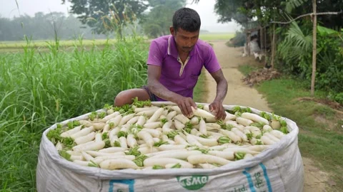 View of a farmer sorting white radishes in a field, Bangladesh. Video stock 335017464
