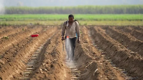 View of a farmer spraying crops in a field in Nepal. Video stock 335474377