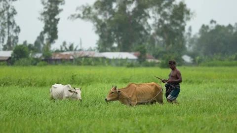 View of a farmer tending to cows in a green field, Bangladesh. Video stock 336429119