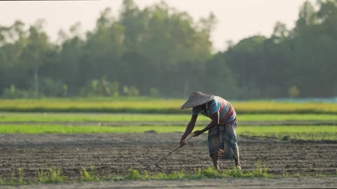 View of a farmer tilling soil in a rural field, Bangladesh. Video stock 334979281