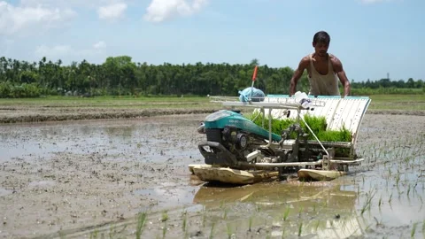 View of a farmer using a rice transplanter in Bangladesh. Video stock 334981743