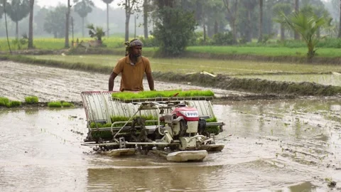 View of a farmer using a rice transplanter in a field, Bangladesh. Video stock 334986448
