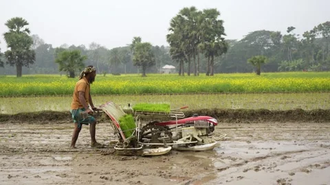 View of a farmer using a rice transplanter in a field, Bangladesh. Video stock 334986475