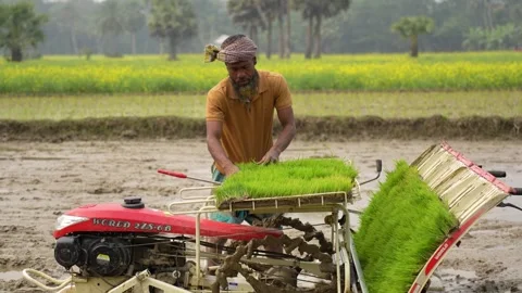 View of a farmer using a rice transplanter in a field, Bangladesh. Video stock 334986495
