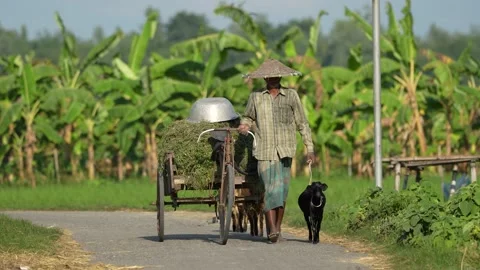 View of a farmer walking with a cart and a goat in Bogura, Bangladesh. Video stock 334974987