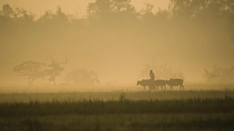 View of a farmer walking with cattle in the mist, Bangladesh. Vídeos de archivo 335589941