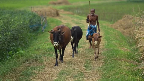 View of a farmer walking with cattle in rural Bogura, Bangladesh. Video stock 334971187