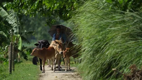 View of a farmer walking with cows along a rural path, Bangladesh. Video stock 334955678