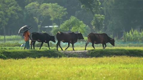 View of a farmer walking with cows in Bogura, Bangladesh. 스톡 동영상 334955005